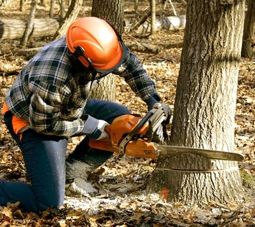 Tree Removal in Ririe, ID
